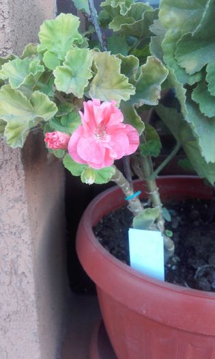 20150908_185950 - muscate 2015