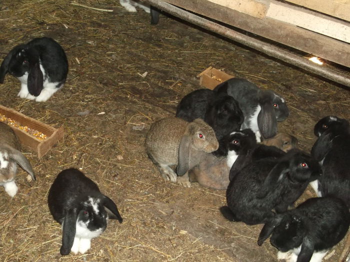 FAMILIA DE "BAZA "