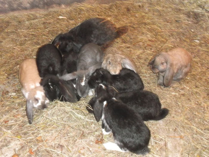 Picture 6694