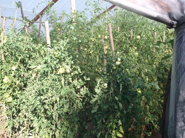 INTRAREA IN JUNGLA ROSIE