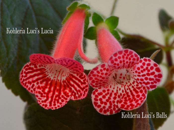 Kohleria Luci s Balls si  Luci s Lucia - KOHLERIA IV - Hibrizii mei - My hybrids