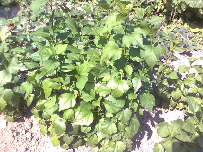 HIBISCUS DE GRADINA .