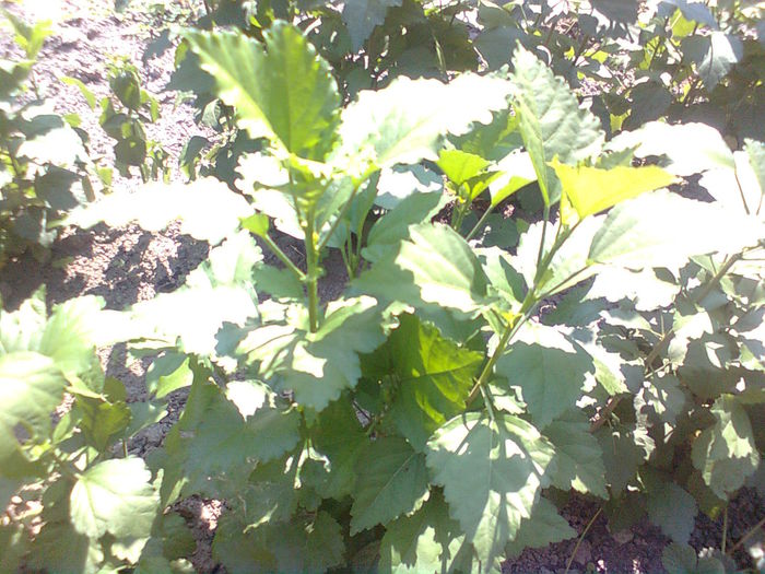 HIBISCUS DE GRADINA