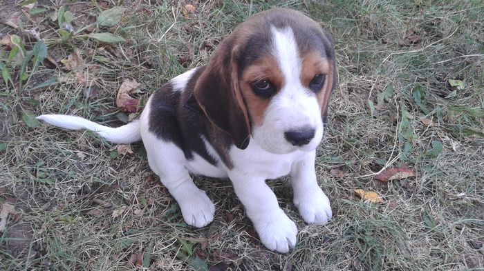 Beagle