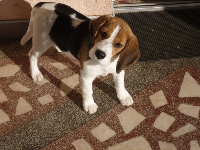 Beagle - Beagle