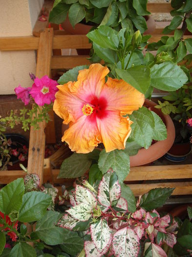 DSCF4433 - Hibiscusi