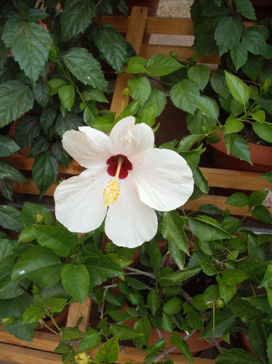 DSCF4436 - Hibiscusi