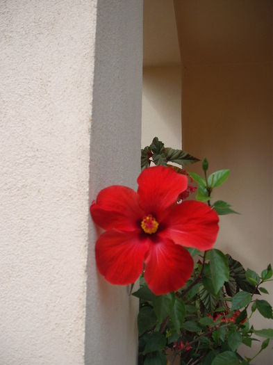 DSCF4492 - Hibiscusi