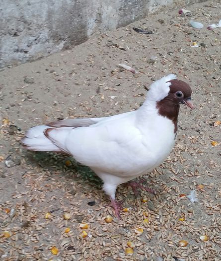 masc 2015 Raresnadiu jud.Arad