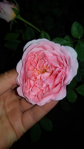 tmp_1582-20150908_211911-74447899 - Abraham Darby