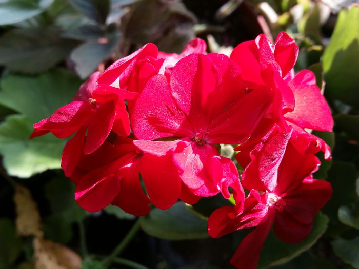 09 septembrie - muscate