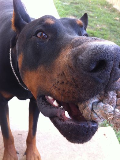 image - DOBERMANN DON DRAGON BLACKMAGIC  ANGEL