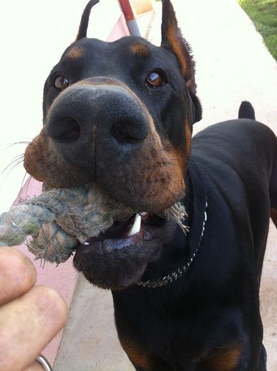 image - DOBERMANN DON DRAGON BLACKMAGIC  ANGEL