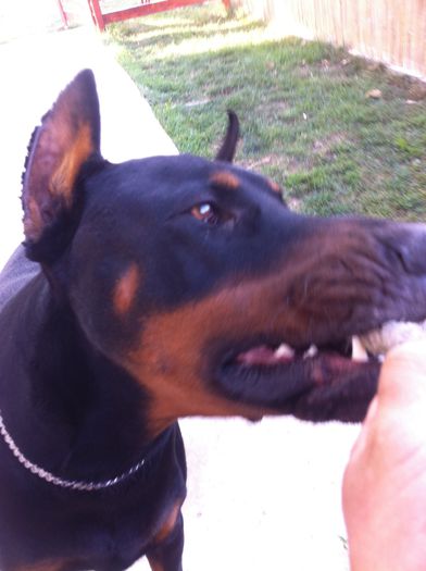 image - DOBERMANN DON DRAGON BLACKMAGIC  ANGEL