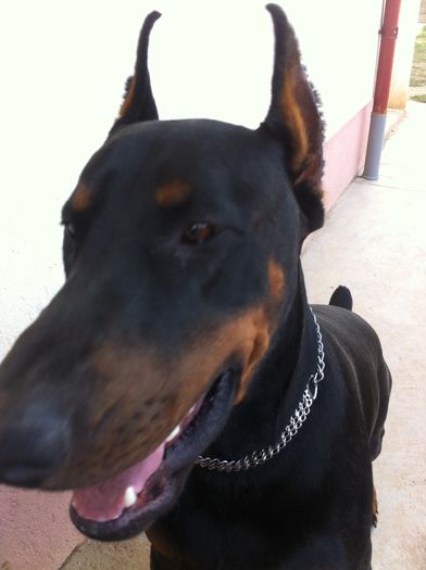 image - DOBERMANN DON DRAGON BLACKMAGIC  ANGEL