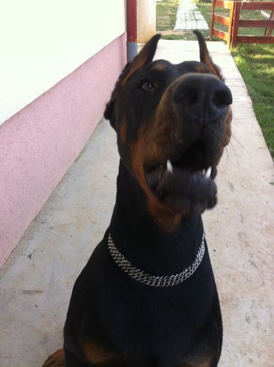 image - DOBERMANN DON DRAGON BLACKMAGIC  ANGEL