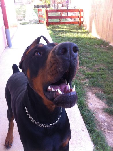 image - DOBERMANN DON DRAGON BLACKMAGIC  ANGEL