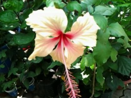 Fotografie7519 - Hibiscusi 1