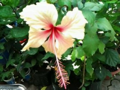 Fotografie7520 - Hibiscusi 1