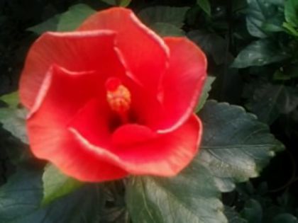 Fotografie7591 - Hibiscusi 1