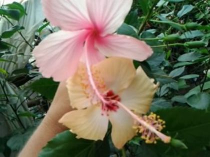 dainty pink si sprinkle rain