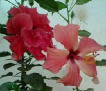 clasic si cairo corai