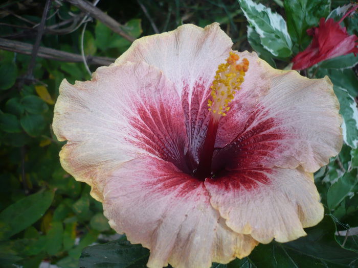 P1230994