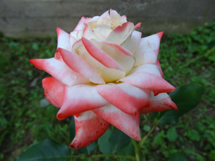 DSC09754 - trandafiri2