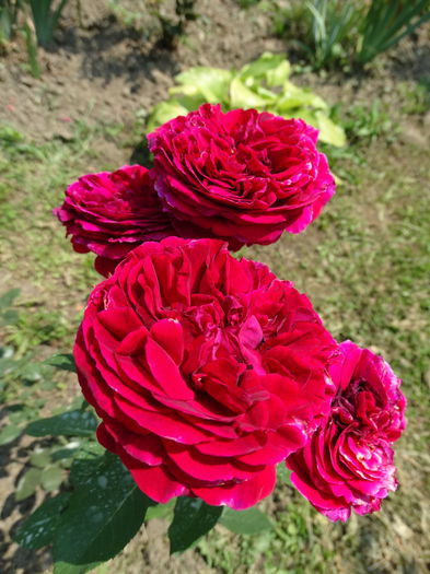 DSC00107 - trandafiri2