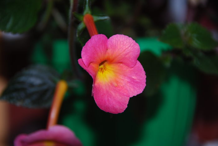 peach cascade  - 06 Achimenes 2015