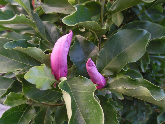 Magnolia susan