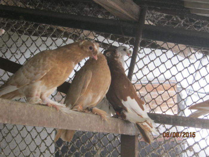 IMG_4285; Pui pestriti pe rosu si galben
