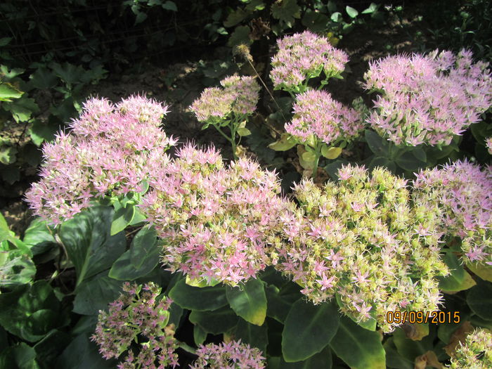 Sedum spectabilis - Flori de gradina-2015Toamna