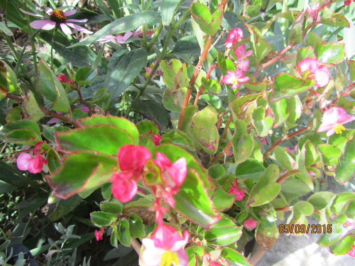 Begonia - Flori de gradina-2015Toamna