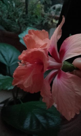 20150910_072422_0