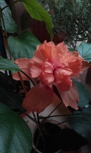 20150910_072333