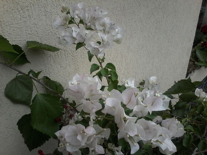 20150910_093047 - bougainvillea