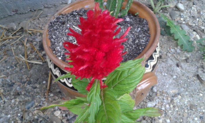 20150910_083138 - dragostea  de natura