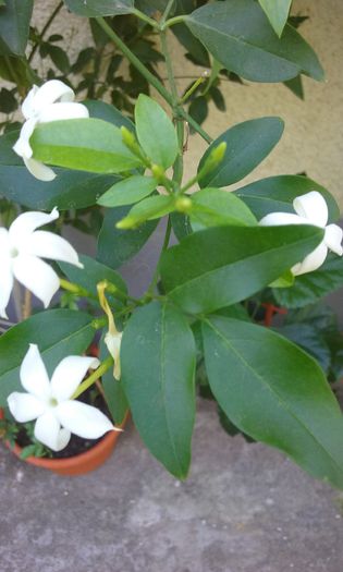 20150909_133907 - Jasmin Azoricum