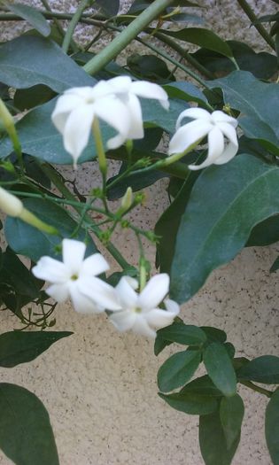 20150909_133918 - Jasmin Azoricum