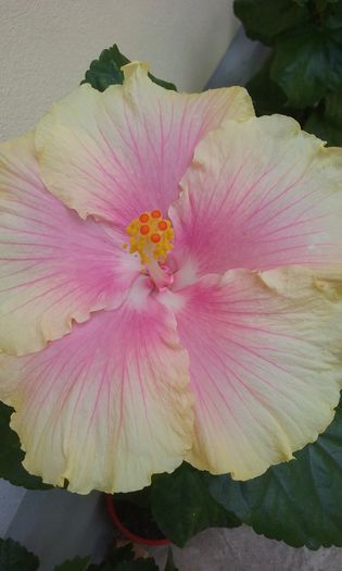 20150907_130237 - Hibiscus Moorea Gray Crepe