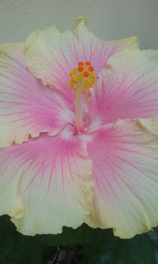 20150907_130349 - Hibiscus Moorea Gray Crepe