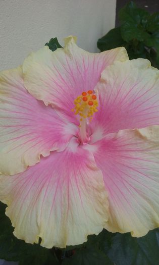 20150907_130241 - Hibiscus Moorea Gray Crepe