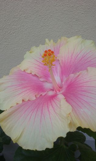 20150907_130255 - Hibiscus Moorea Gray Crepe