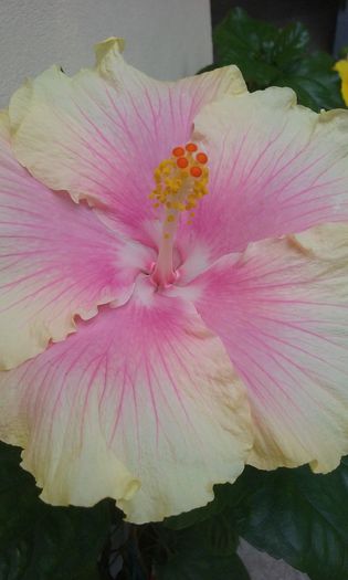 20150907_130543 - Hibiscus Moorea Gray Crepe