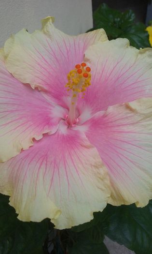 20150907_130543 - Hibiscus Moorea Gray Crepe