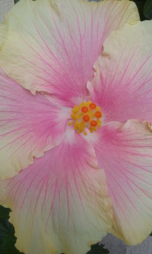 20150907_130551 - Hibiscus Moorea Gray Crepe