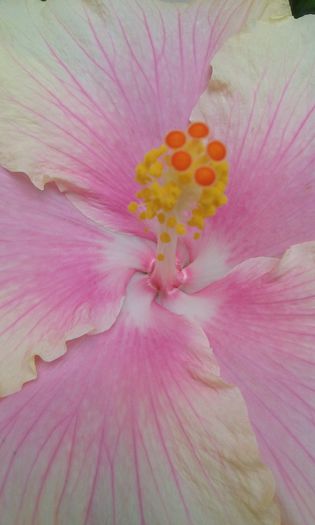 20150907_130554 - Hibiscus Moorea Gray Crepe