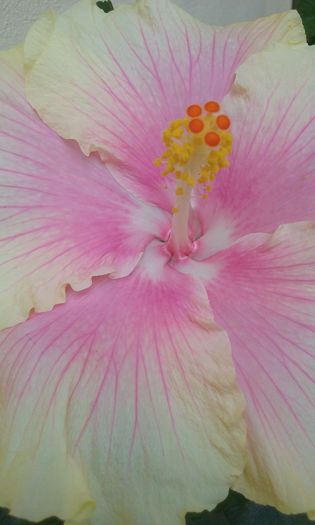 20150907_130631 - Hibiscus Moorea Gray Crepe