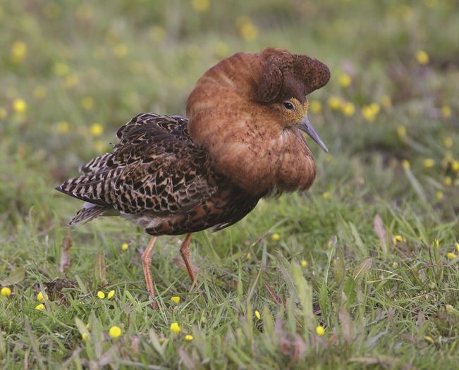 Ruff Jan Bosch